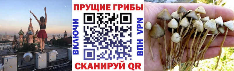 Купить  Волоколамск  Галлюциногенные грибы Magic Shrooms 